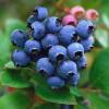 Blueberries
