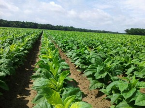 Cover photo for Questions About Tank Mixing Pesticides in Tobacco