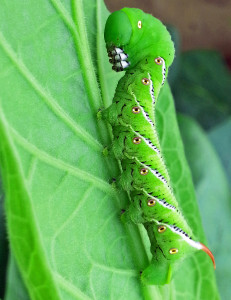 Cover photo for Hornworm Activity in Eastern NC Tobacco