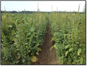 Cover photo for Layby Weed Control Options for Flue-Cured Tobacco Production