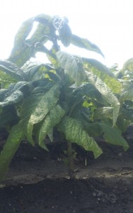 Cover photo for Tobacco Insect Scouting Report, September 12, 2014
