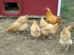 Cover photo for Poultry Show and Sale