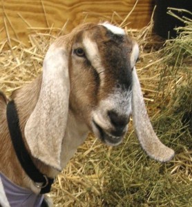 Nubian Goat