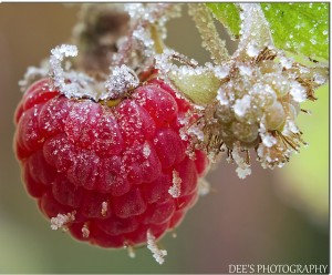 Cover photo for First and Last Frost Dates