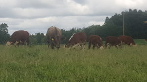 Cover photo for Pasture Field Day