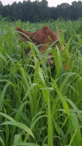 Cover photo for Pasture & Livestock Management Field Day