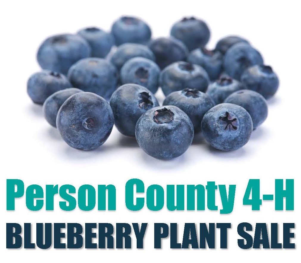 4-H Blueberry plant sale