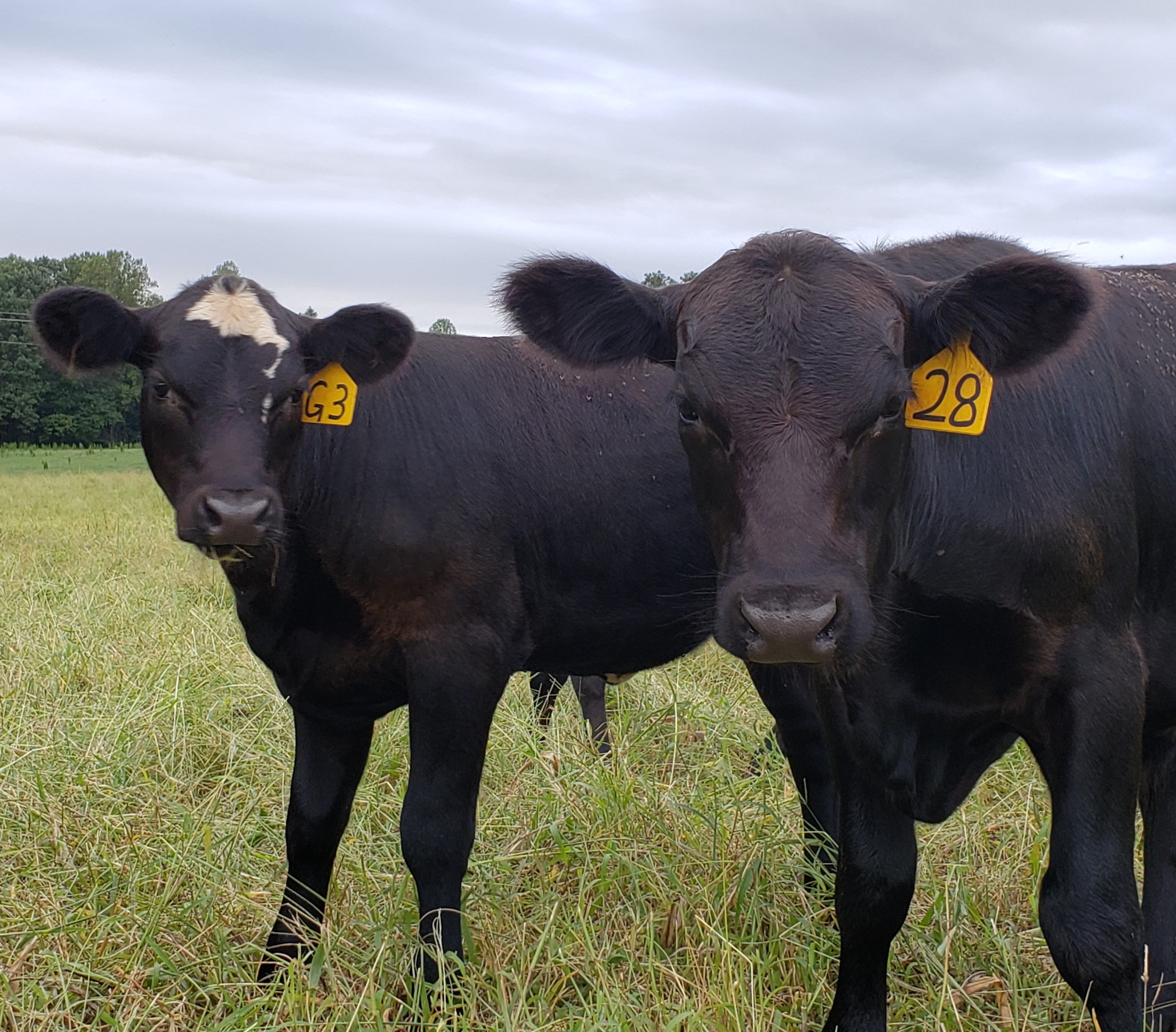 Black calves with yellow ear tags standing in pasture.