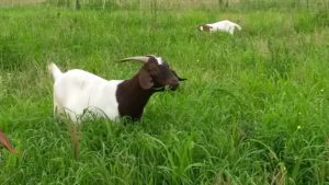 goat grazing in pasture