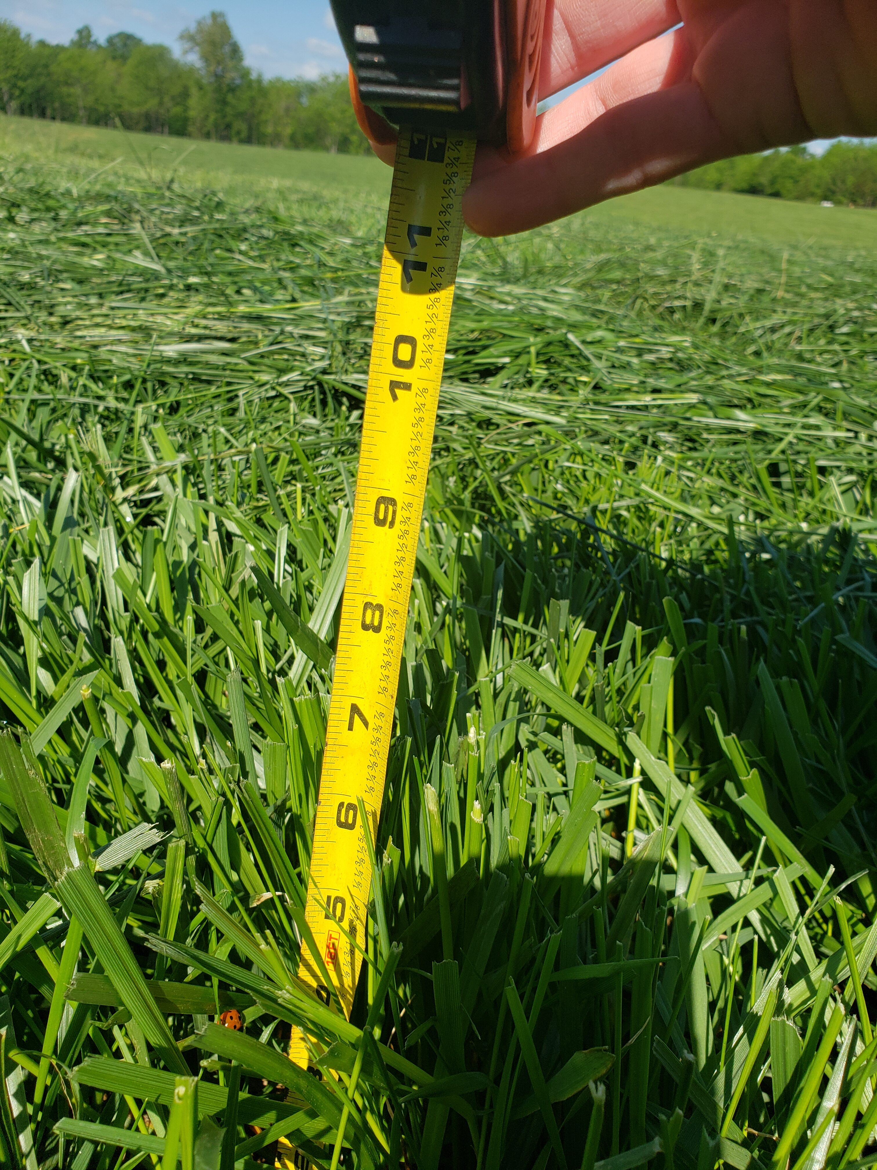 Yellow ruler in green hay field indicating grass is 6 inches tall.