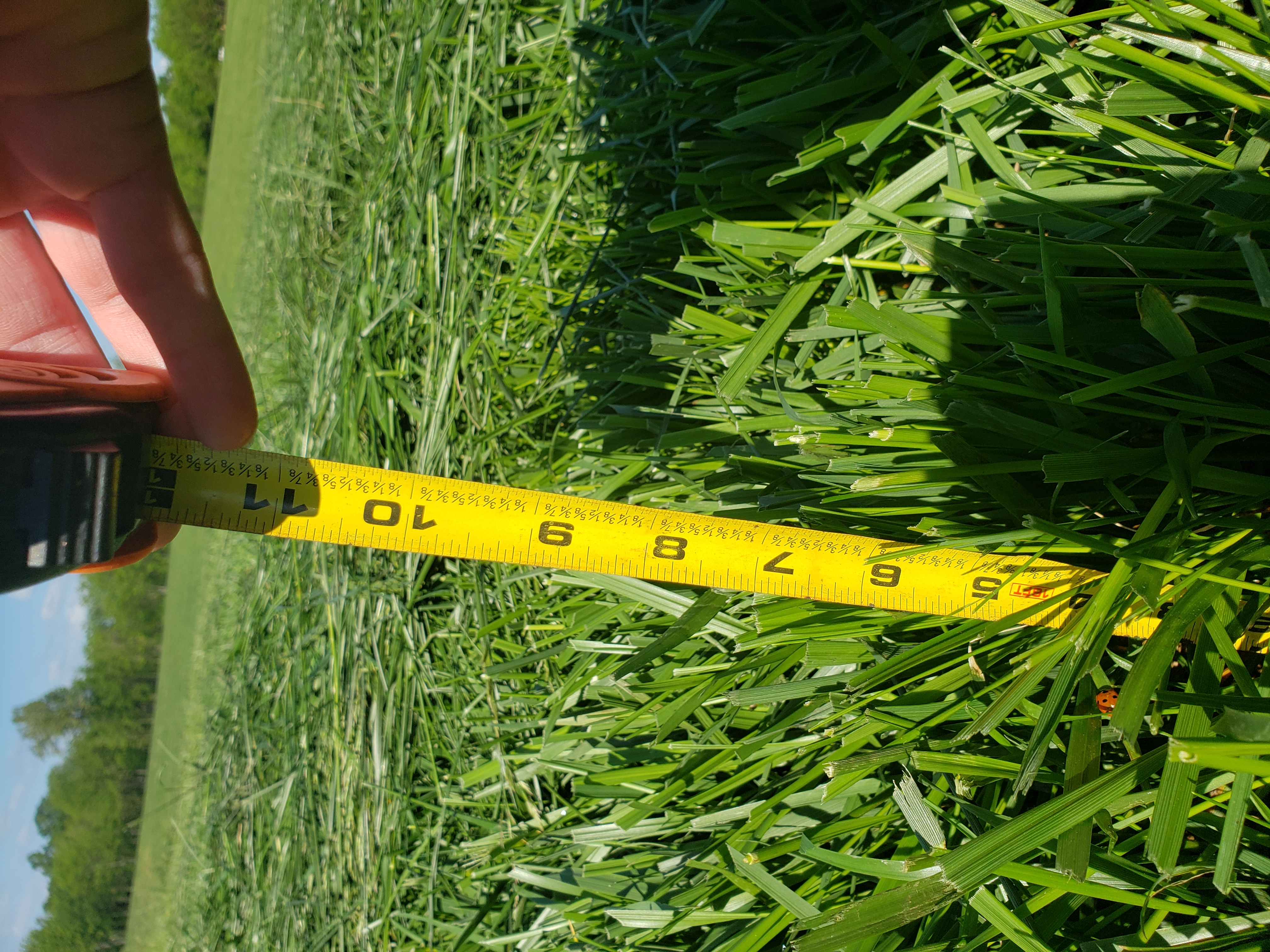 Yellow ruler in green hay field indicating grass is 6 inches tall.