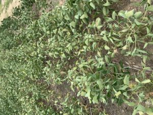 Cover photo for How Do High Temperatures Impact My Soybeans?