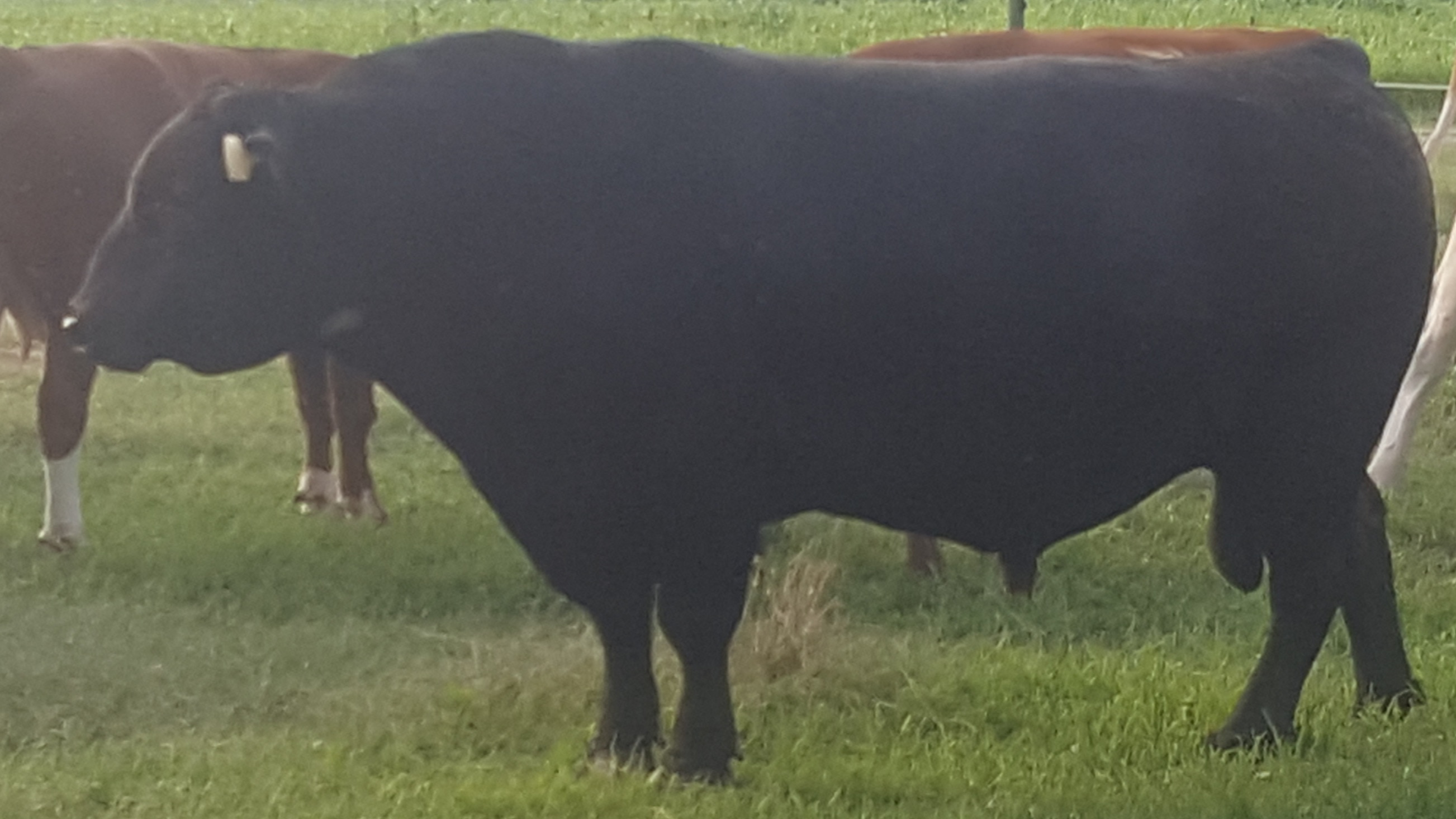 Black bull in green pasture