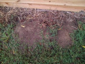 Cover photo for Resource Page for Red Imported 'Fire Ants'