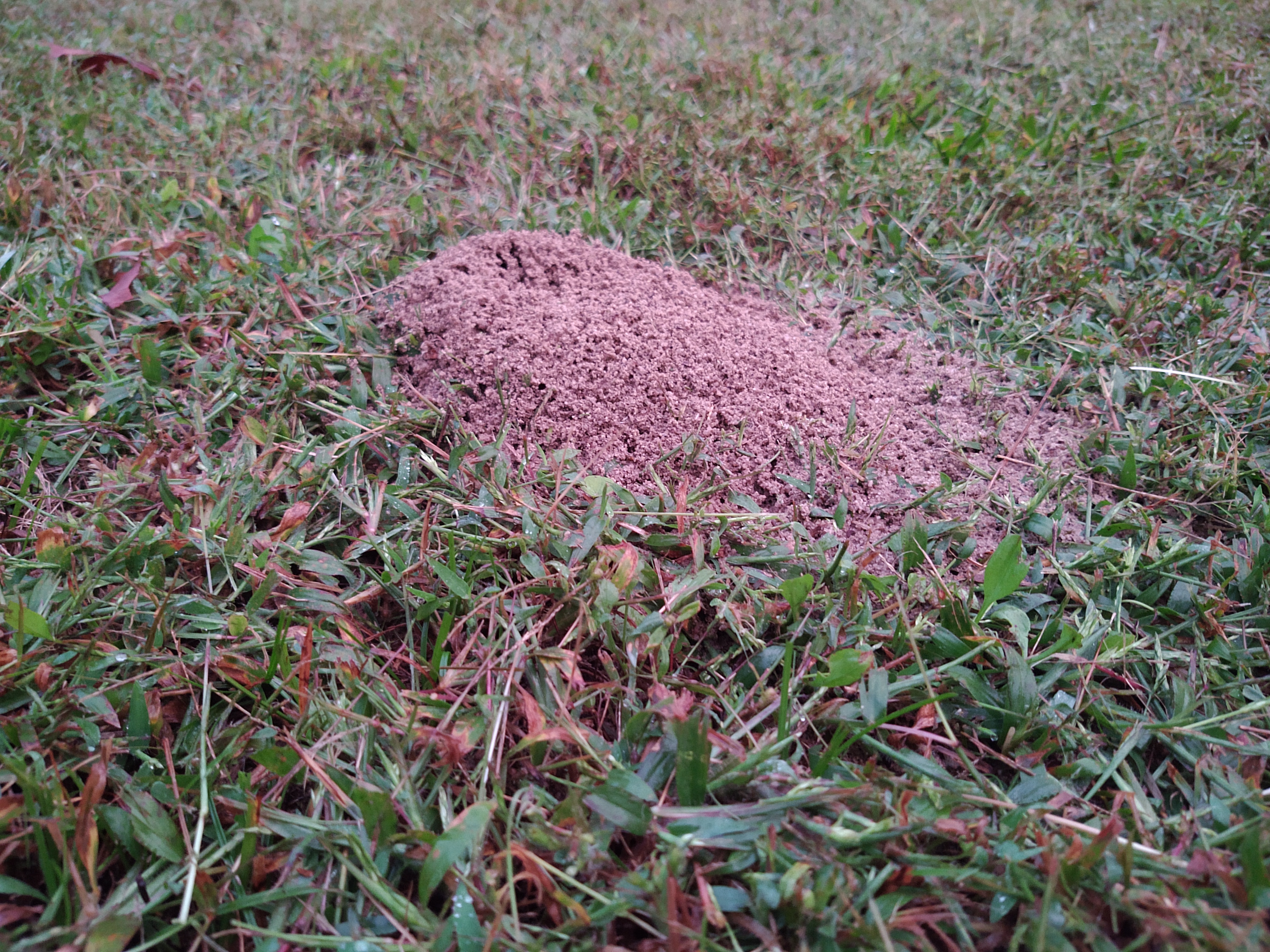 Reddish fire ant mound in green grass