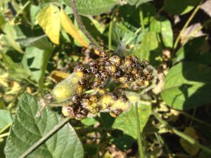 Cover photo for Scout Soybeans for Stink Bugs and Defoliators Through R7