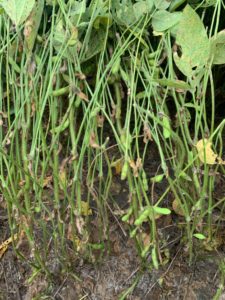 Cover photo for What Can Cause Soybean Pod Loss and Seed Abortion?