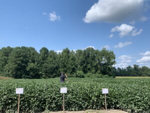 Cover photo for Mid-Season Soybean Management Webinar 7/1/21