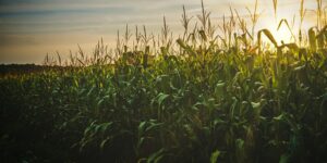 Cover photo for Native Tribes Corn Plot Tour