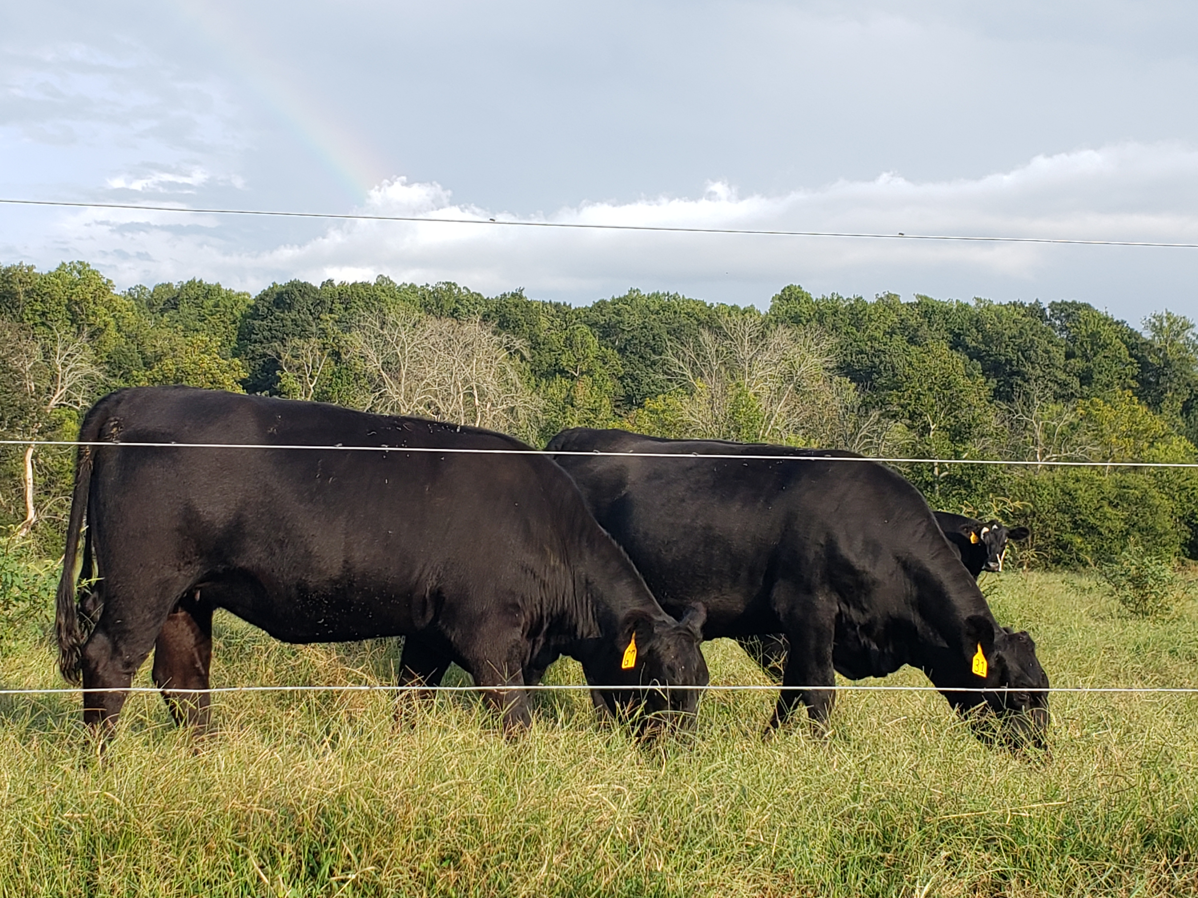 black cattle grazing in pasture