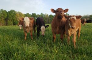 cute calves in pasture