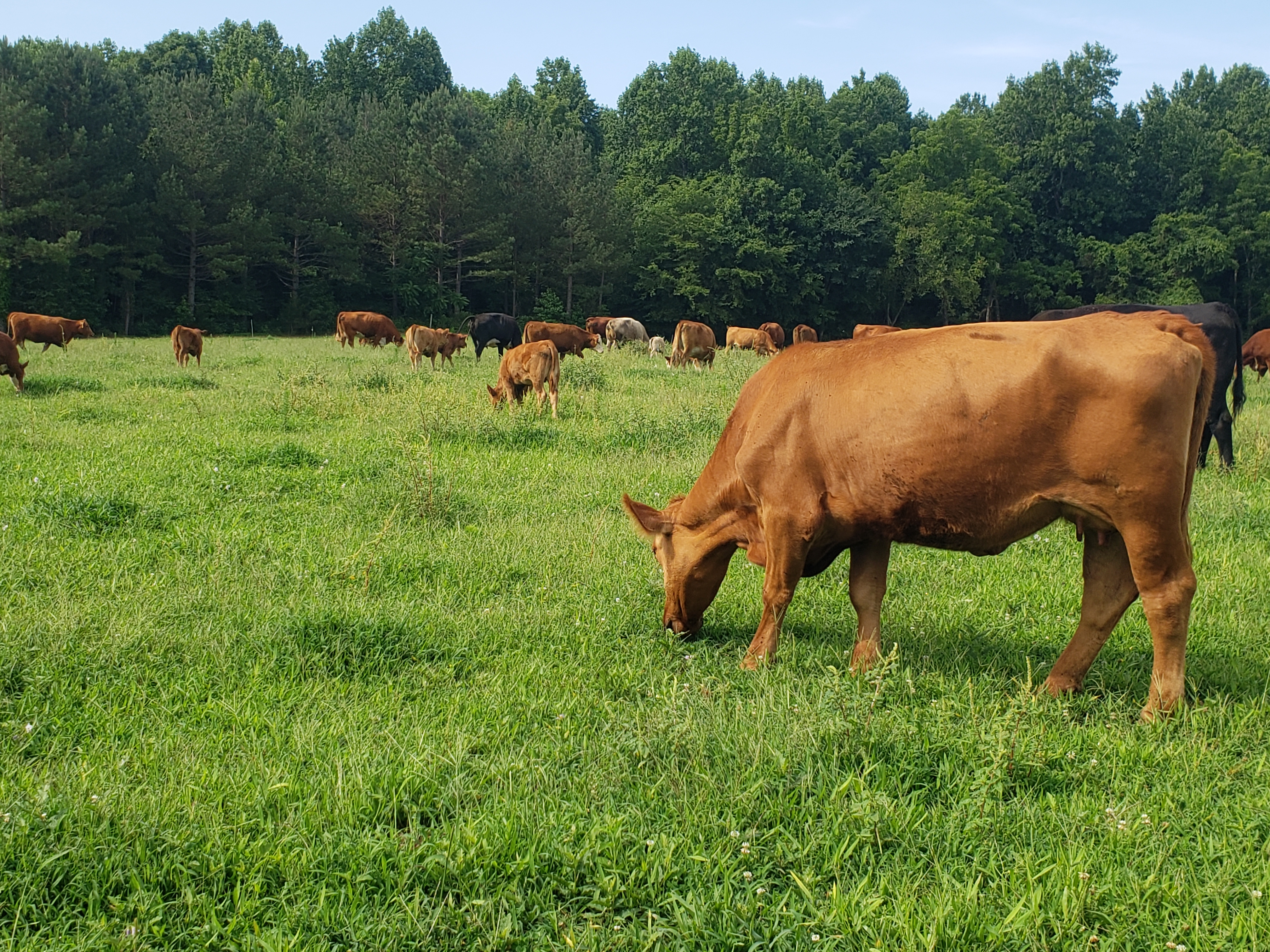 green pasture with red cows grazing