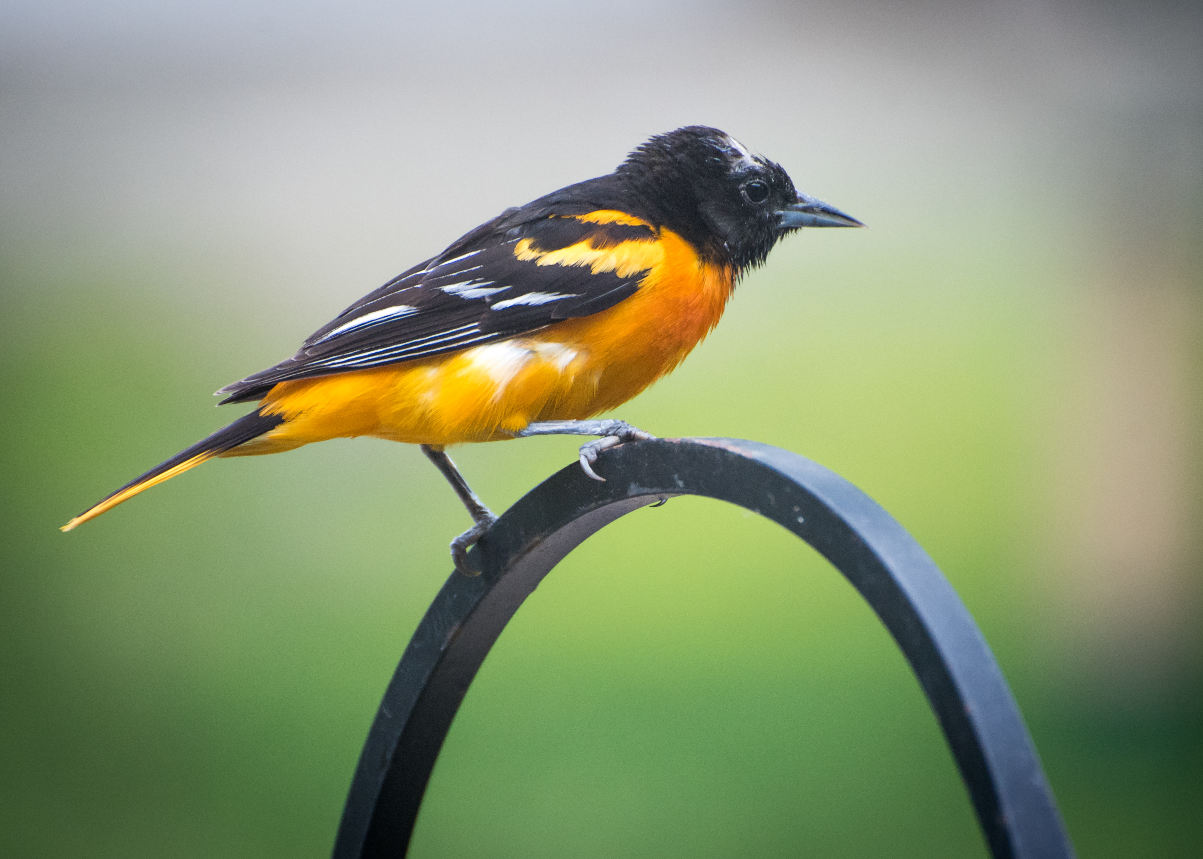 Image of a Baltimore Oriole bird standing on a curved wrought iron bar