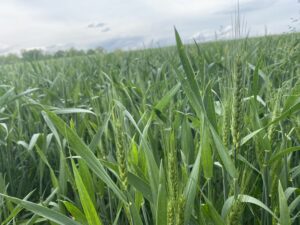 Italian Ryegrass Discussion on Weeds AR Wild Podcast S3 Ep19