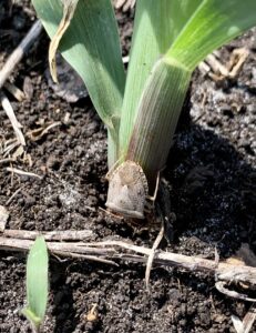 Cover photo for New Resource Available- Stink Bug Scouting Guide for Field Corn in the Southeastern US