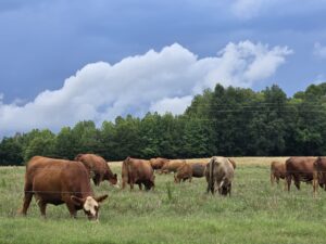 cattle grazing